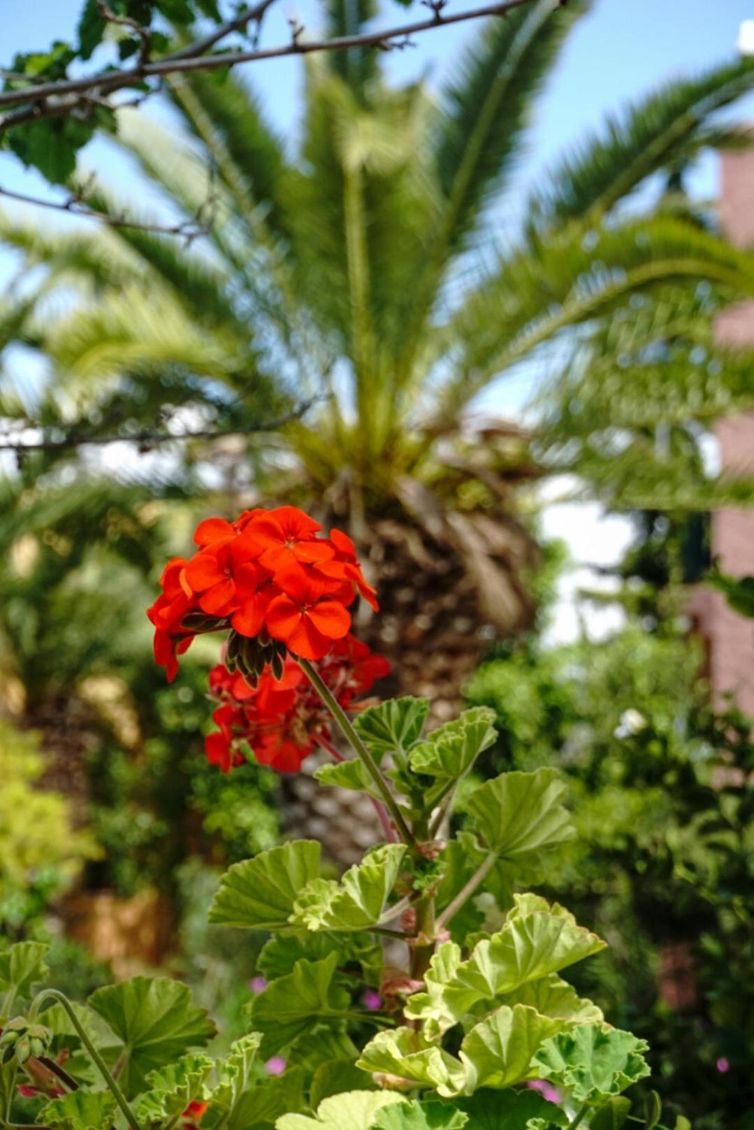 Vagia Traditional, Aegina Island Kültér fotó